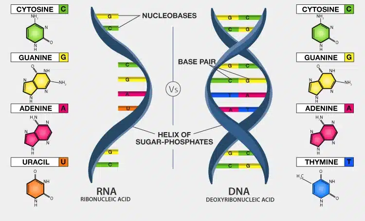 Difference Between DNA and RNA e1620491660396