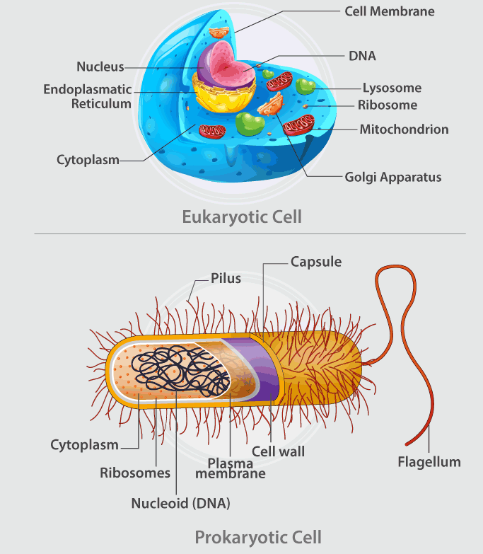 Prokaryotic Cell And Eukaryotic Cell e1621565251776