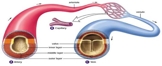 arteries