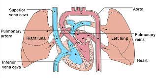 heart and lungs