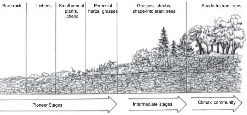 ecological succession primary succession