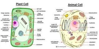 Difference Between Plant Cell And Animal Cell | Important Points | Panacea  Concept