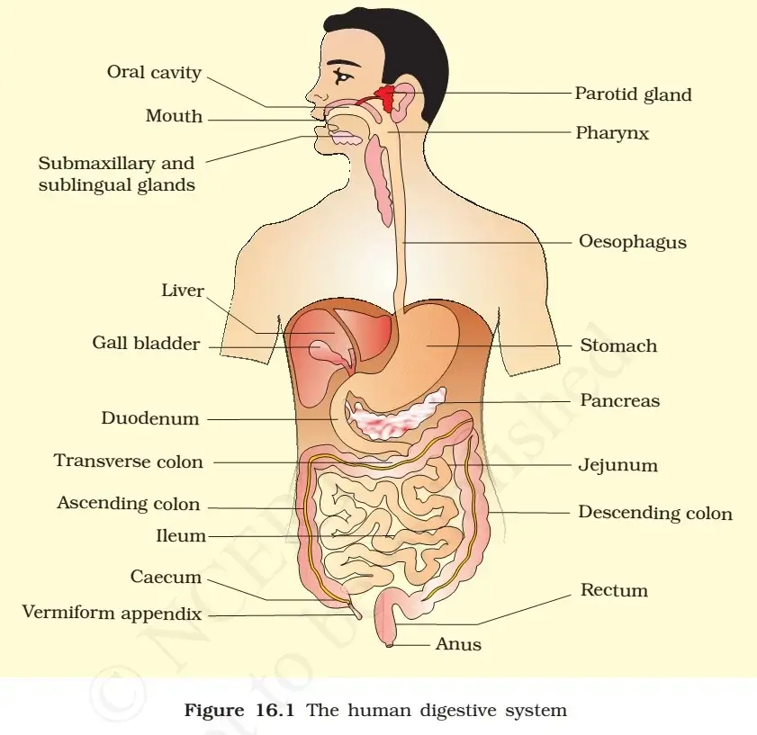 Human Digestive System| Important Points