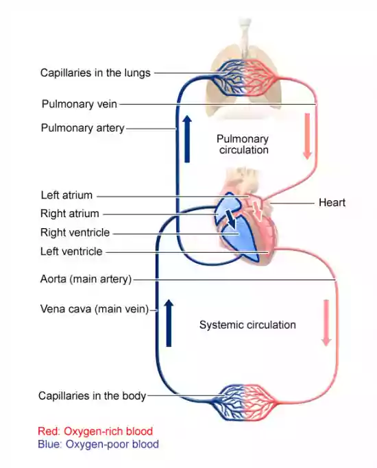 blood circulation