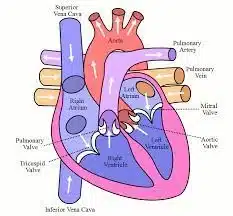 Blood Circulation System in Human Body | Important Points