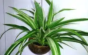 Indoor Air purifying plants