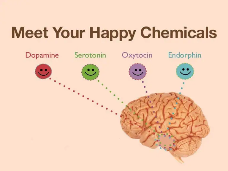 What are the 4 happy hormones?