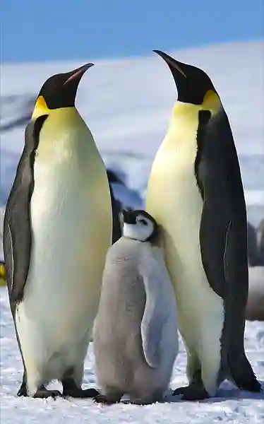 Current Affairs Emperor Penguins