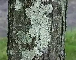 Lichens
Natural indicators of air pollution