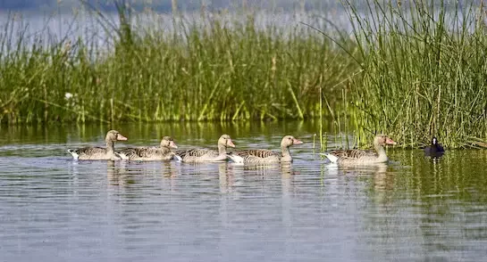 आर्द्रभूमि (Wetlands) और 93 रामसर (Ramsar) स्थल| Important Points